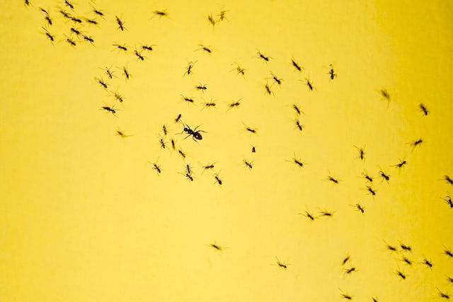 black ants on yellow surface