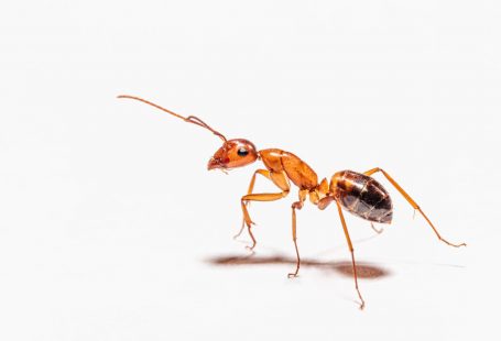brown ant
