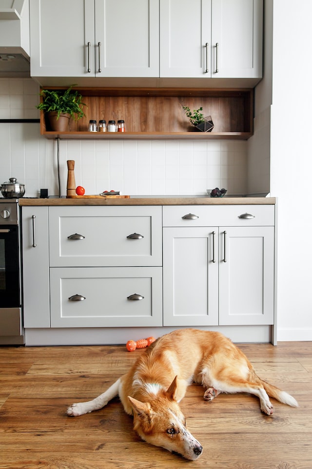 dog near kitchen cabinets with grey handles